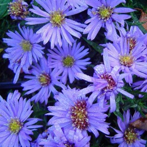 Aster dumosus 'Lady in Blue' / Madal aster 'Lady in Blue'
